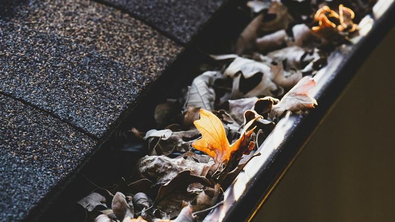 Gouttière encombrée de feuilles mortes